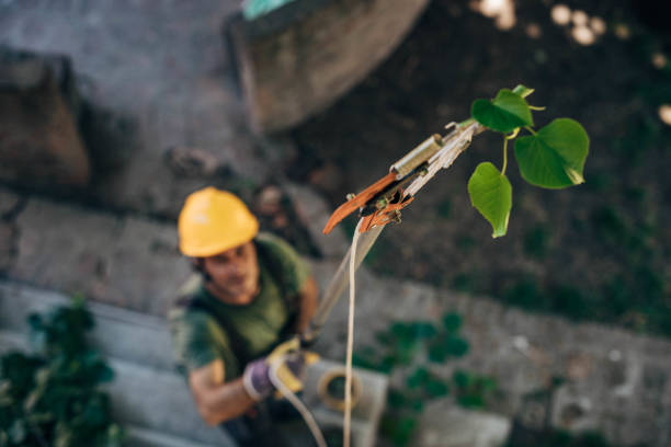 Ladera, CA Tree Care Services Company