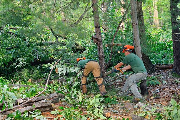 Best Utility Line Clearance  in Ladera, CA